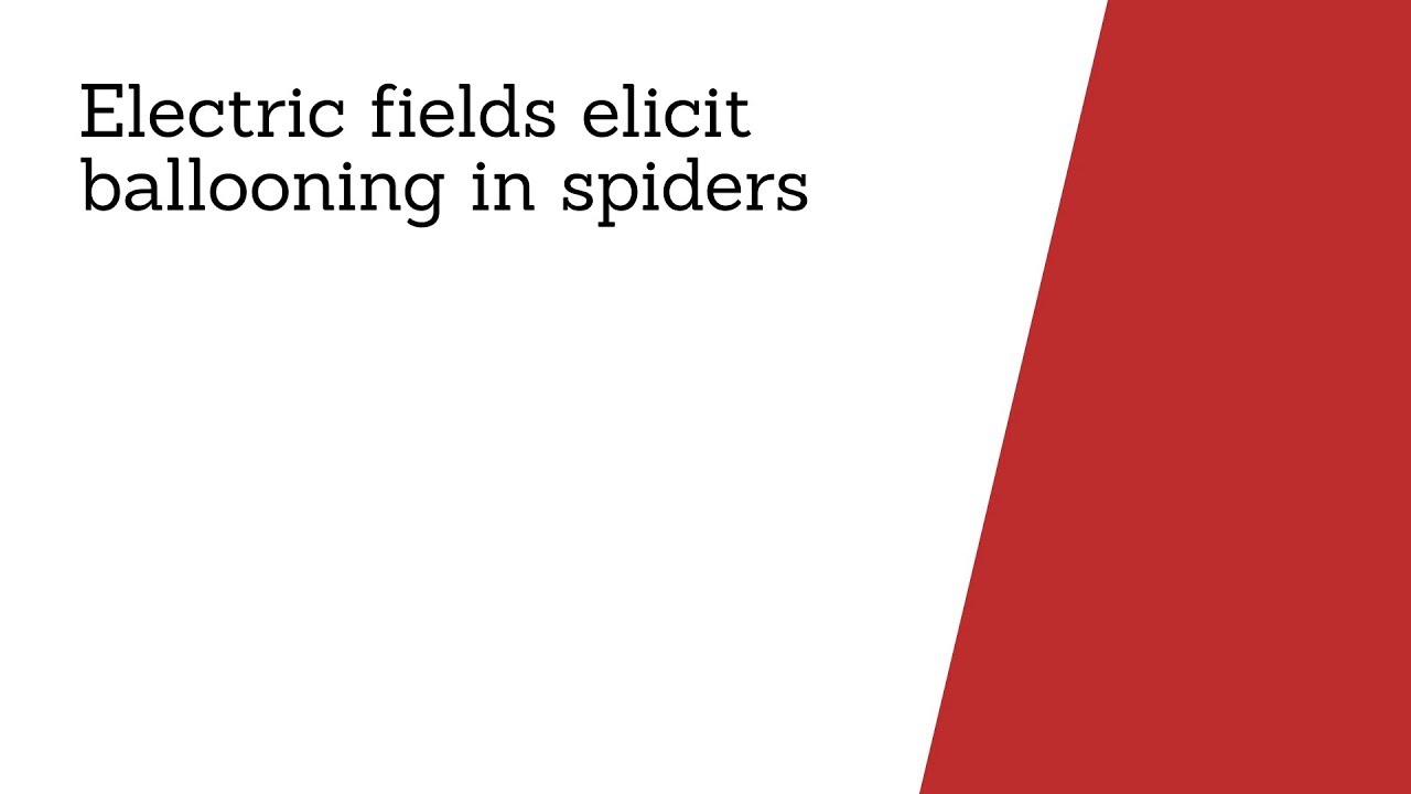 Electric Fields Elicit Ballooning in Spiders/ Curr. Biol., Jul. 5, 2018 (Vol. 28, Issue 14) | Cell Press | YouTube