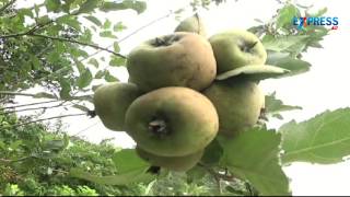 Suitable atmosphere for Apple cultivation in Lambasingi, Visakhapatnam - Paadi Pantalu