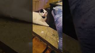 Funny Pets | 2023😂 Funny Dogs And Funny Cats Videos 🐱 🐕 😄 #21