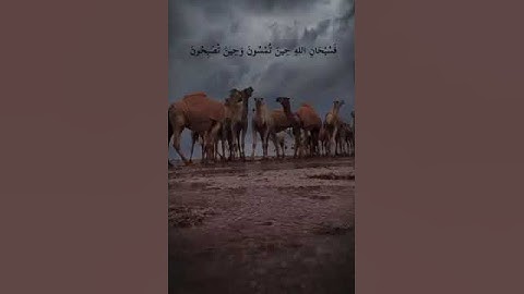 سورة الروم الآية ( 17 ) و الآية ( 18 )