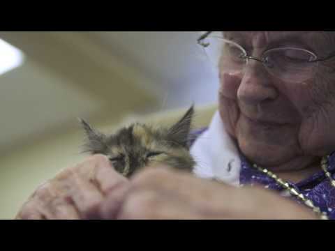 Kitten Therapy