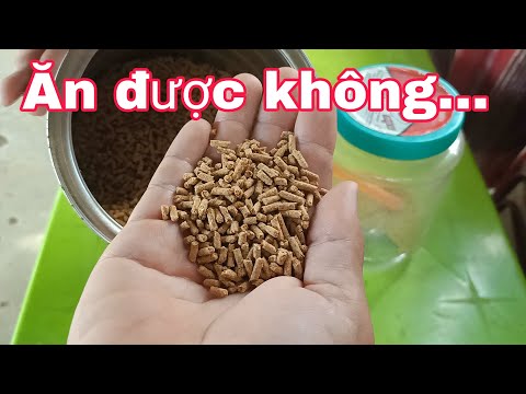 Video Cho Chim Hút Mật Ăn Cám Gà Có Được Không? - youtube