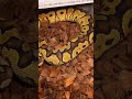 Yellowbelly Clown #ballpython #clown #breeding #like #monsoon #share #subscribe #yellowbelly