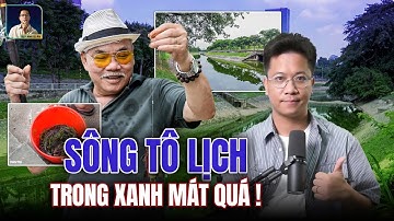 "NĂM SỐ 9 THANH LỌC" – SÔNG TÔ LỊCH BẤT NGỜ XANH BIẾC, CÁ BƠI LỘI TUNG TĂNG