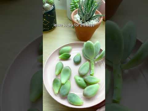 ვიდეო: Adromischus Succulents-ის გამრავლება - შეიტყვეთ ძირითადი ცაცხვის ღვეზელის მცენარის გამრავლების შესახებ