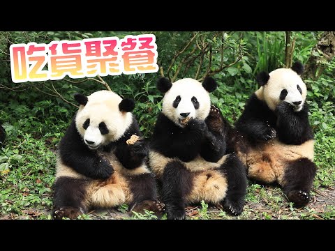 《熊貓早晚安》沉浸式體驗吃貨聚餐 | iPanda熊貓頻道