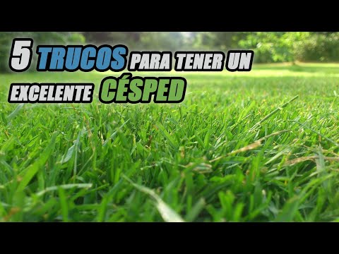 Video: Ideas para el césped sin cortar - Cómo utilizar plantas de césped sostenibles para el césped