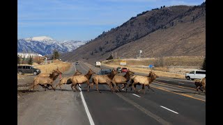 Wildlife Highway Crossings