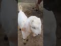 So Cute! Black &amp; White Baby Goat 🐐😍 #Shorts#babygoat#villagelife #viralvideo #shortvideo