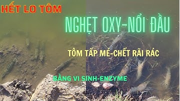 Hướng Mới Xử Lý TÔM "NGHẸT OXY, TÔM NỔI ĐẦU LÚC SÁNG SỚM" và Đáy Ao Dơ, Đen, Sình Thối Bằng Vi Sinh