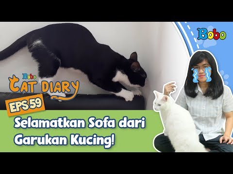 Video: Cara Mengajarkan Anjing agar Tidak Memohon di Meja