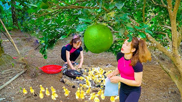 Build Large Nest for Ducks | 120 Ducklings Hatch from Eggs – Amazing Duck Farm Life