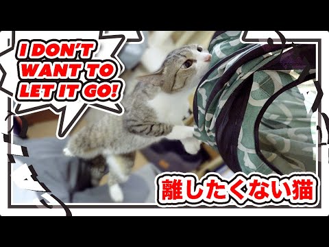 どうしても離したくない猫