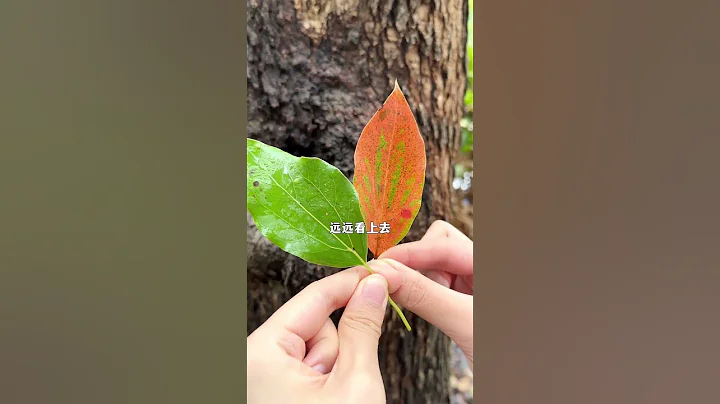 千万别乱砍伐，有人砍了自家院子自己种的树，被罚了十几万，怎么回事？ - 天天要闻