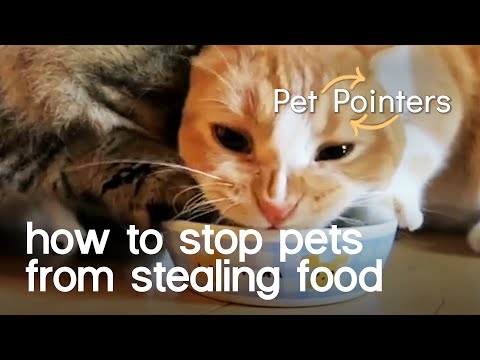 Pets Stealing Food | Pet Pointers