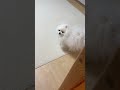 お風呂上がりの飼い主を待っていたポメラニアン