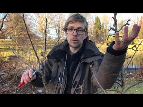 Video: Äppelträd Mantet - sortbeskrivning