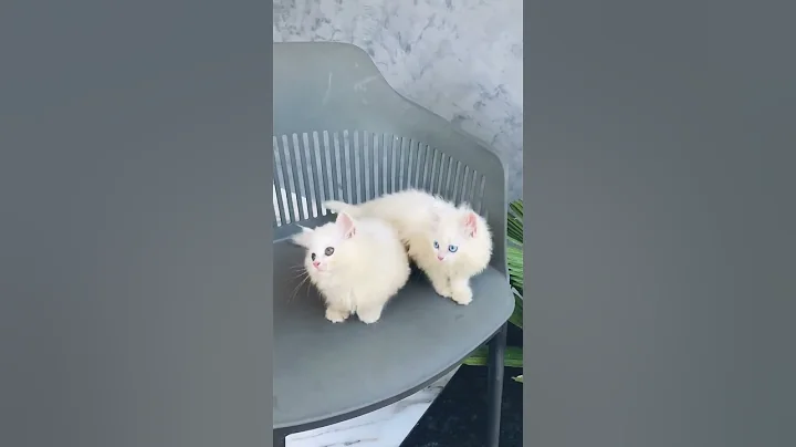 Video 11653551: white persian kitten, quality kitten