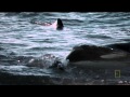 Orca Killing School