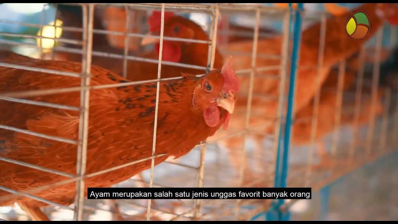 kandang mini ayam petelur wajib punya saat musim wabah 