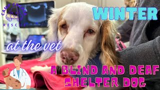 Winter, a blind puppy girl gets her first vetting ! #shelterdogs #rescuedog