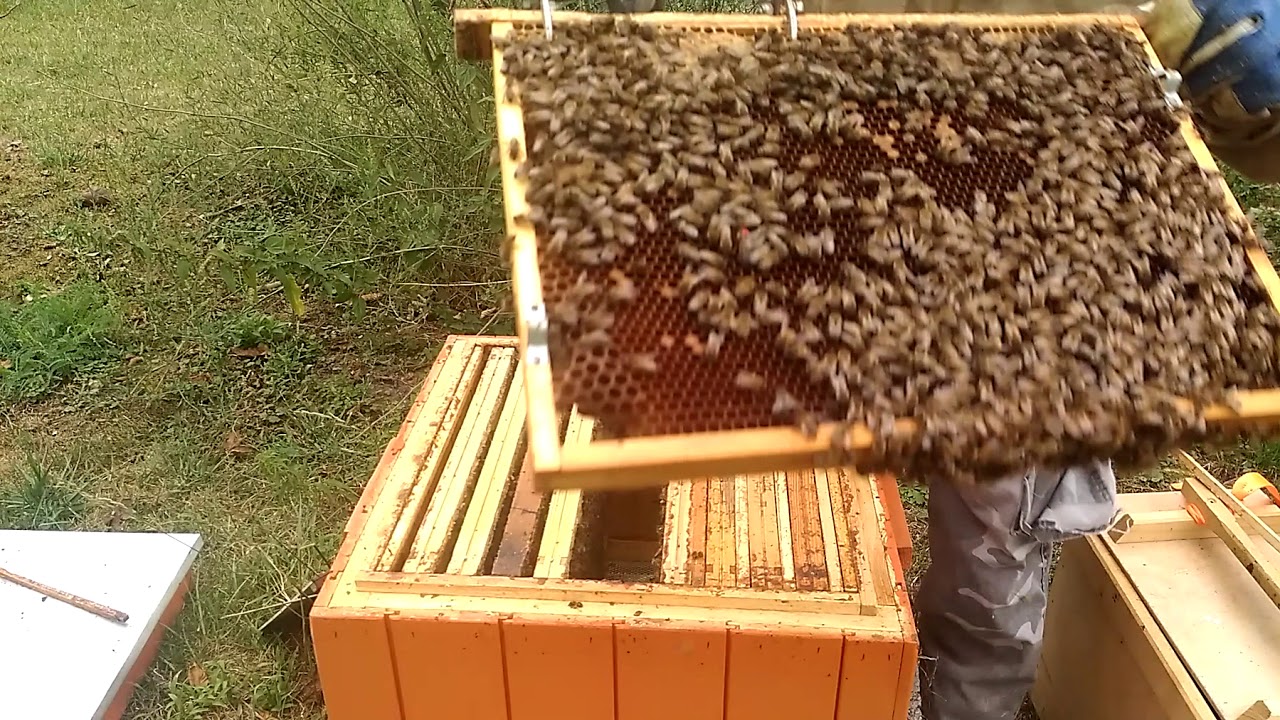 27/2018# Układanie gniazda na zimę przed zakarmianiem.