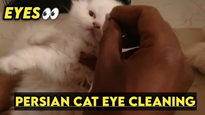 Watch the video about Persian cat eye cleaning || Persian cat || ig pets