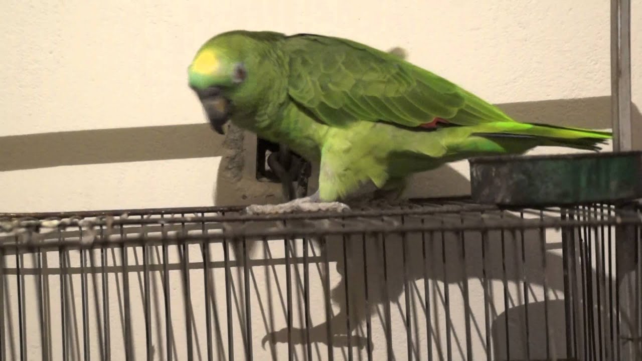 papagaio fazendo ginastica e cantando atirei o pau no gato !!!! - YouTube