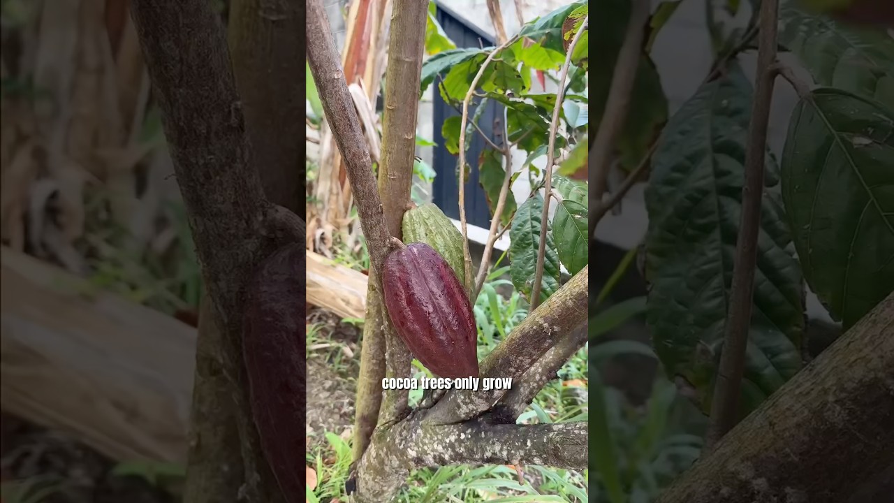 From beans to bars, chocolate is a global operation 🍫 