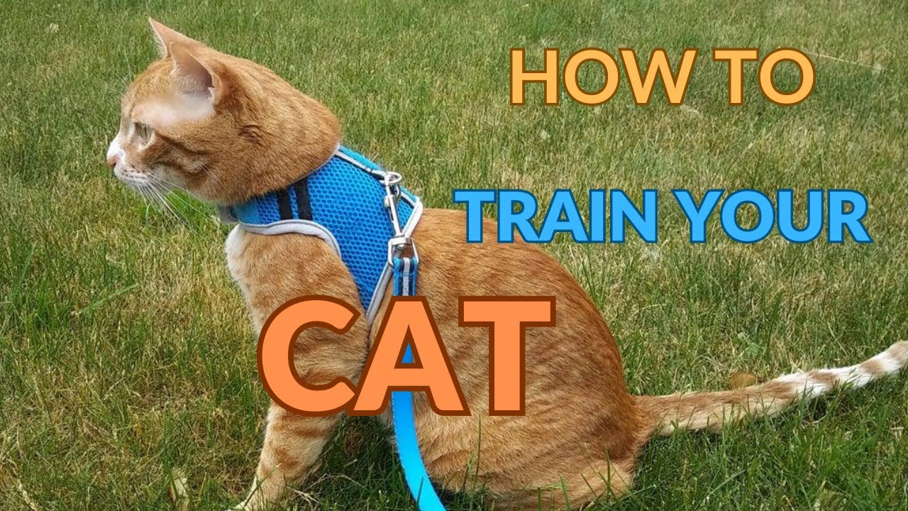How To Train A Cat Essential Cat Training Tricks YouTube