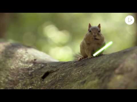 JEDI CHIPMUNKS LIGHTSABER BATTLE
