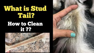 What is Stud Tail In Cats | How to Clean Stud Tail In Cats | How to Diagnose Stud tail in Cats