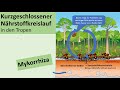 Kurzgeschlossener Nährstoffkreislauf im tropischen Regenwald [Erdkunde, Ober- und Mittelstufe] Mp3 Song