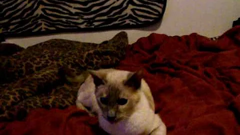Watch the video about Skinny my blue tortie point siamese lazy/playing