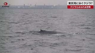 【速報】東京湾に泳ぐクジラ?   横浜海上保安部