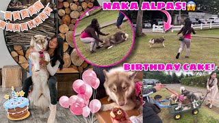 Chanel Went Out On Her 1st BARKDAY! | NAKA ALPAS SYA! | Husky Pack TV