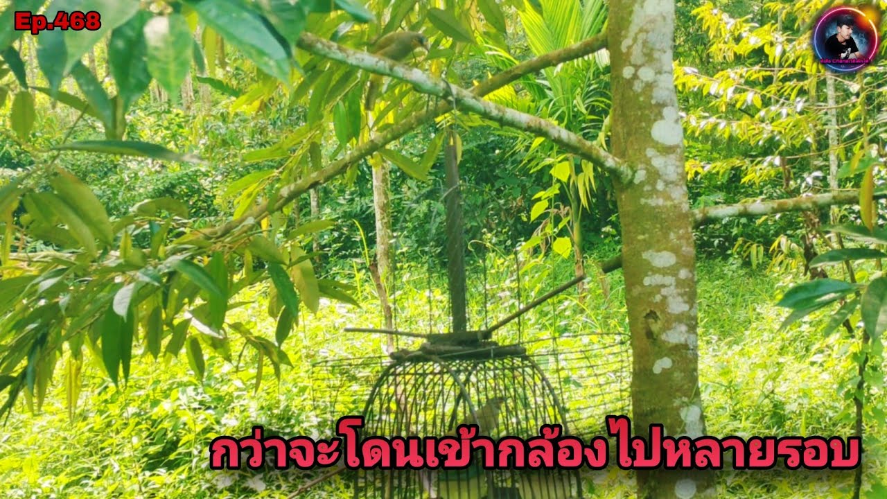 เสียงนกดอกแตงEp.468 นกป่ามาเร็วมากแต่กว่าจะลง บินหาเหลี่ยมอยู่หลายรอบ(Stripe-throated Bulbul)