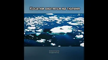 Косатки охотятся на тюленя
