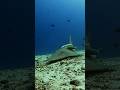 Guitar fish #shorts #shark #wildlife #animalshort  #shortsvideo #shortvideo  #maldives #scubadiving