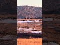 Herd of elk filmed from the fence just north of the turn for boulder picnic rd. WMWR 1/29/26