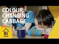 At home science - Colour changing cabbage experiment - ExpeRimental #17