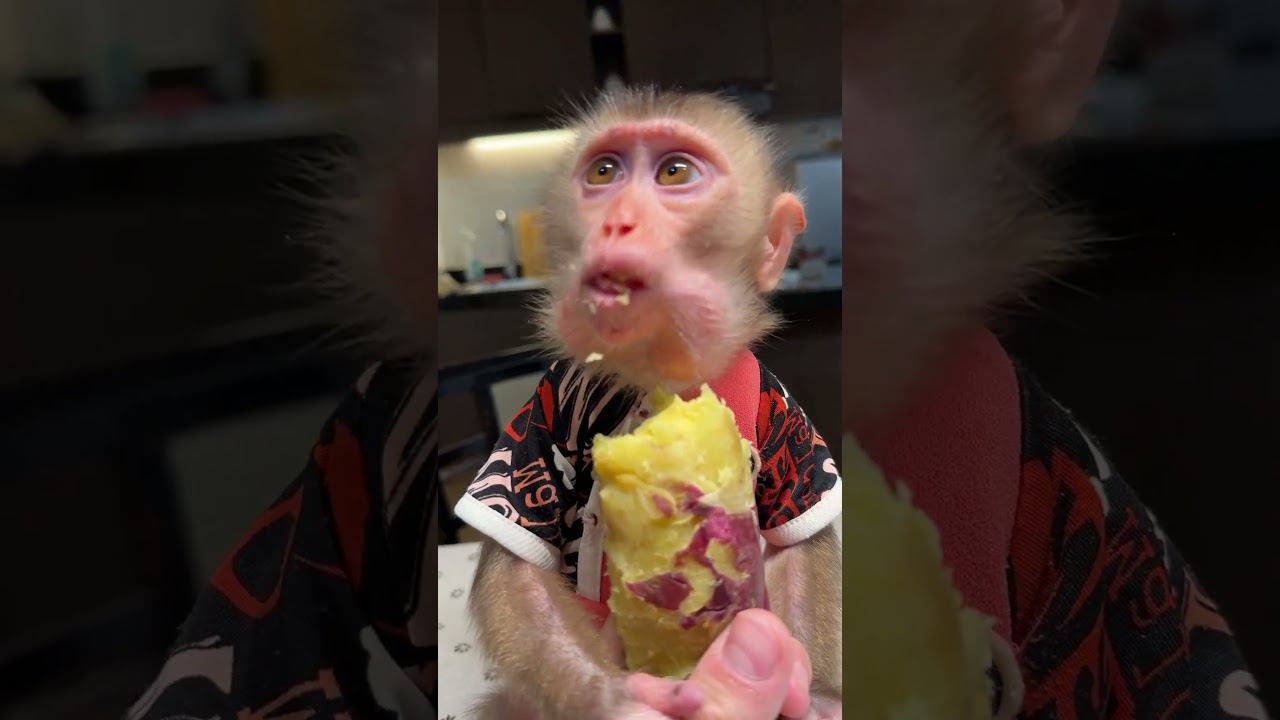 Baby monkey eats sweet potato | Curious Monkey Family's Daily