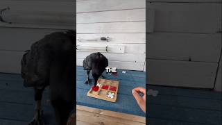 You Won’t Believe How Smart This Crow Is 🐦🤯 #shorts #viral #usa #english #animals