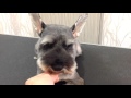 シュナウザーの顔カット(基本編)Schnauzer face cut (Basic)
