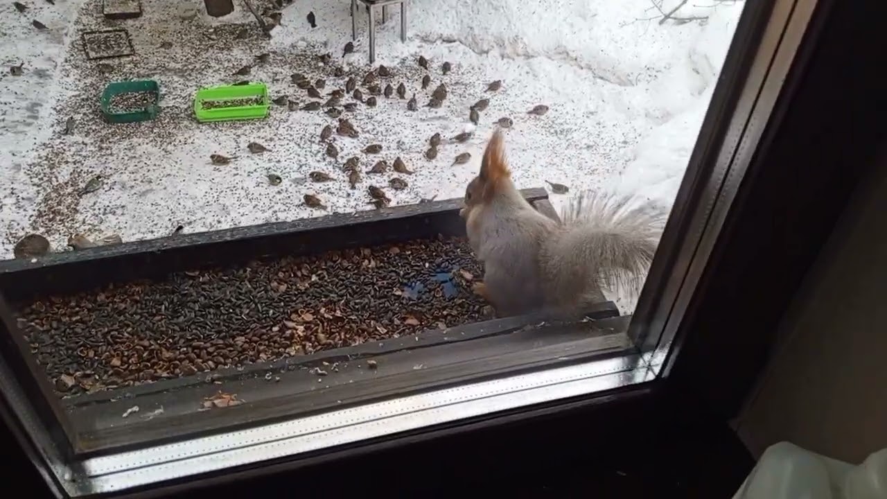 Шумные обед и ужин.Карта на корм зверятам 2202 2062 6013 7323