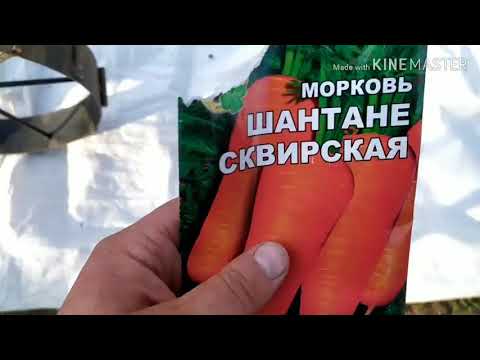 Как правильно садить Морковь в Больших количествах!