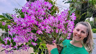 Fazendo apenas isso sua Orquídea Olho de Boneca enche de flores