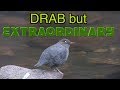 American Dipper: Wading, Swimming Underwater, Singing: NARRATED