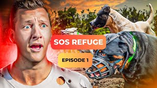 Ce refuge est au bord du PRÉCIPICE avec les chiens AGRESSIFS  SOS Refuge Episode 1