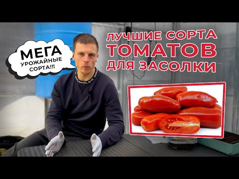 Лучшие МЕГА урожайные сорта томатов для засолки!